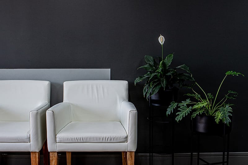 Two white armchairs against a dark wall, flanked by ferns.